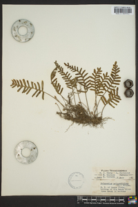 Polypodium polypodioides image