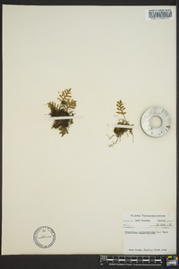 Polypodium polypodioides image