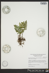 Polypodium polypodioides image