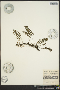 Polypodium polypodioides image