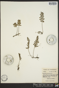 Polypodium polypodioides image