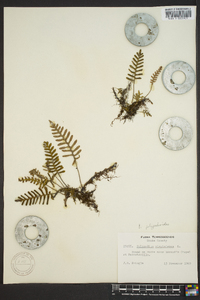 Polypodium polypodioides image