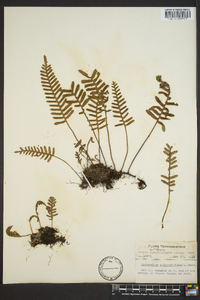 Polypodium polypodioides image