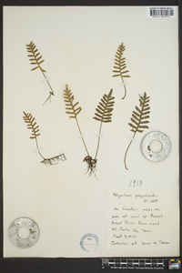 Polypodium polypodioides image