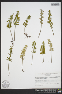 Polypodium polypodioides image