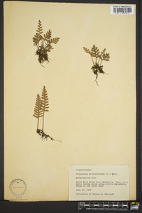 Polypodium polypodioides image