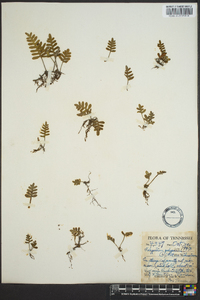 Polypodium polypodioides image