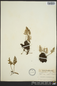 Polypodium polypodioides image