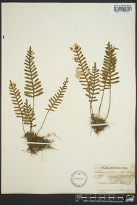 Polypodium polypodioides image