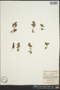 Polypodium polypodioides image