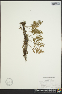 Polypodium polypodioides image