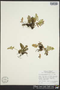 Polypodium polypodioides image