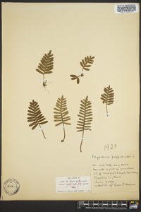 Polypodium polypodioides image