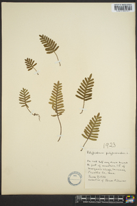 Polypodium polypodioides image