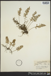 Polypodium polypodioides image