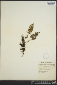 Polypodium polypodioides image