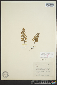 Polypodium polypodioides image