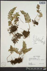 Polypodium polypodioides image