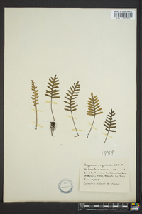 Polypodium polypodioides image