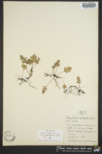 Polypodium polypodioides image