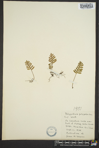 Polypodium polypodioides image