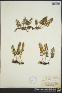 Polypodium polypodioides image