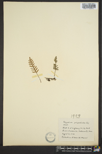 Polypodium polypodioides image