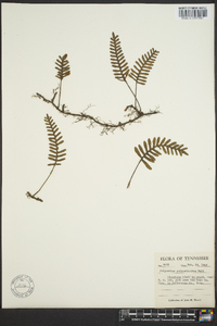 Polypodium polypodioides image