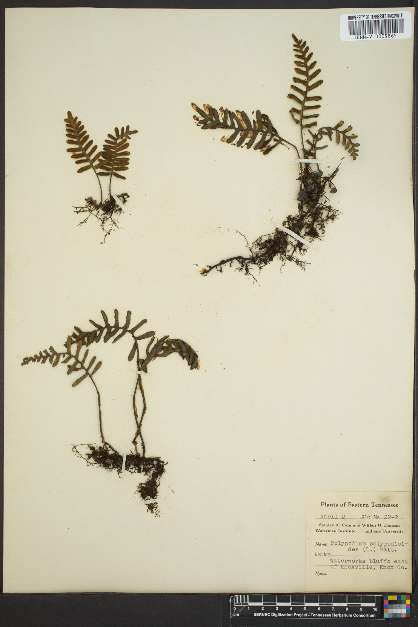 Polypodium polypodioides image