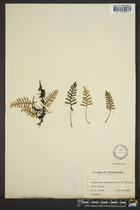 Polypodium polypodioides image