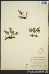 Polypodium polypodioides image