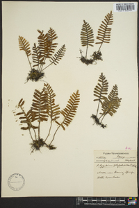 Polypodium polypodioides image