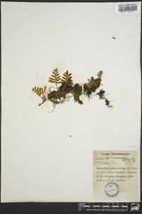 Polypodium polypodioides image