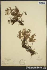 Polypodium polypodioides image