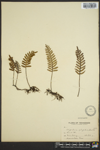 Polypodium polypodioides image