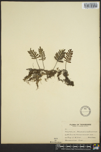 Polypodium polypodioides image