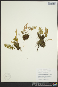 Polypodium polypodioides image