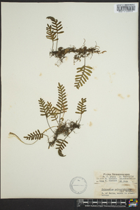 Polypodium polypodioides image
