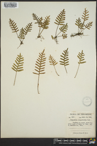 Polypodium polypodioides image