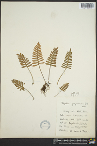 Polypodium polypodioides image