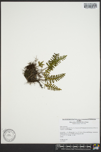 Polypodium polypodioides image