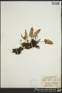 Polypodium polypodioides image