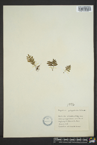 Polypodium polypodioides image