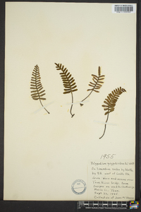 Polypodium polypodioides image