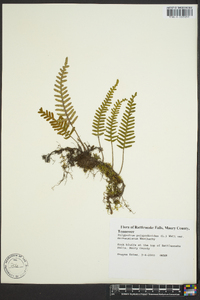 Polypodium polypodioides image