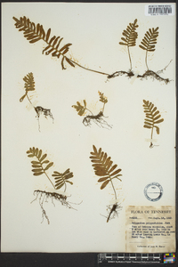 Polypodium polypodioides image