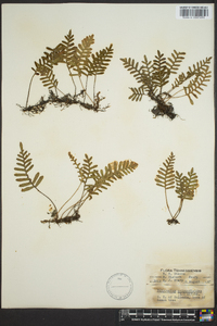 Polypodium polypodioides image