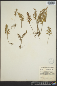 Polypodium polypodioides image