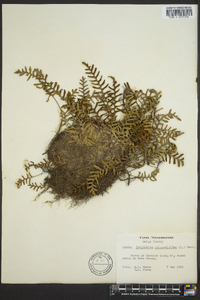 Polypodium polypodioides image