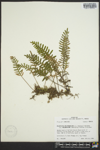 Polypodium polypodioides image